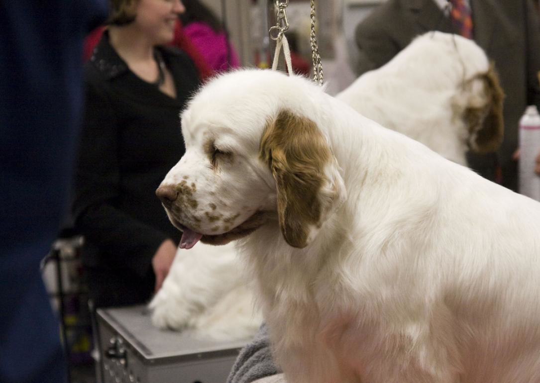 #33. Clumber spaniel